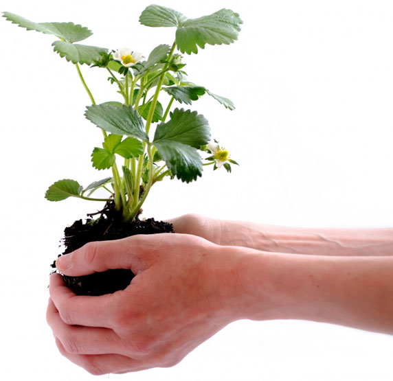 Garten und Landschaftsgestaltung Bremen