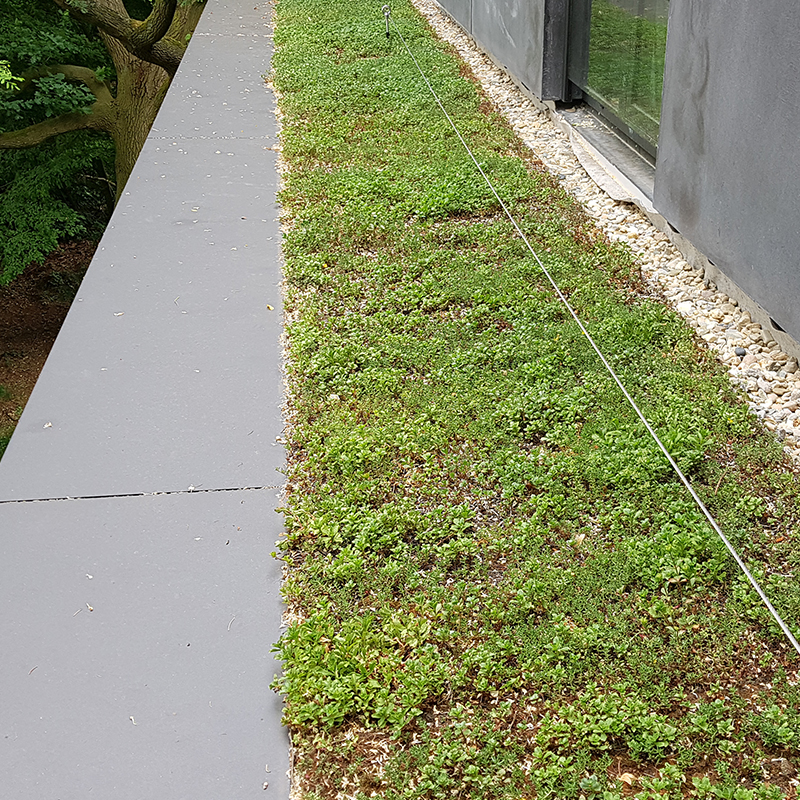 Dachbegrünung Bremen